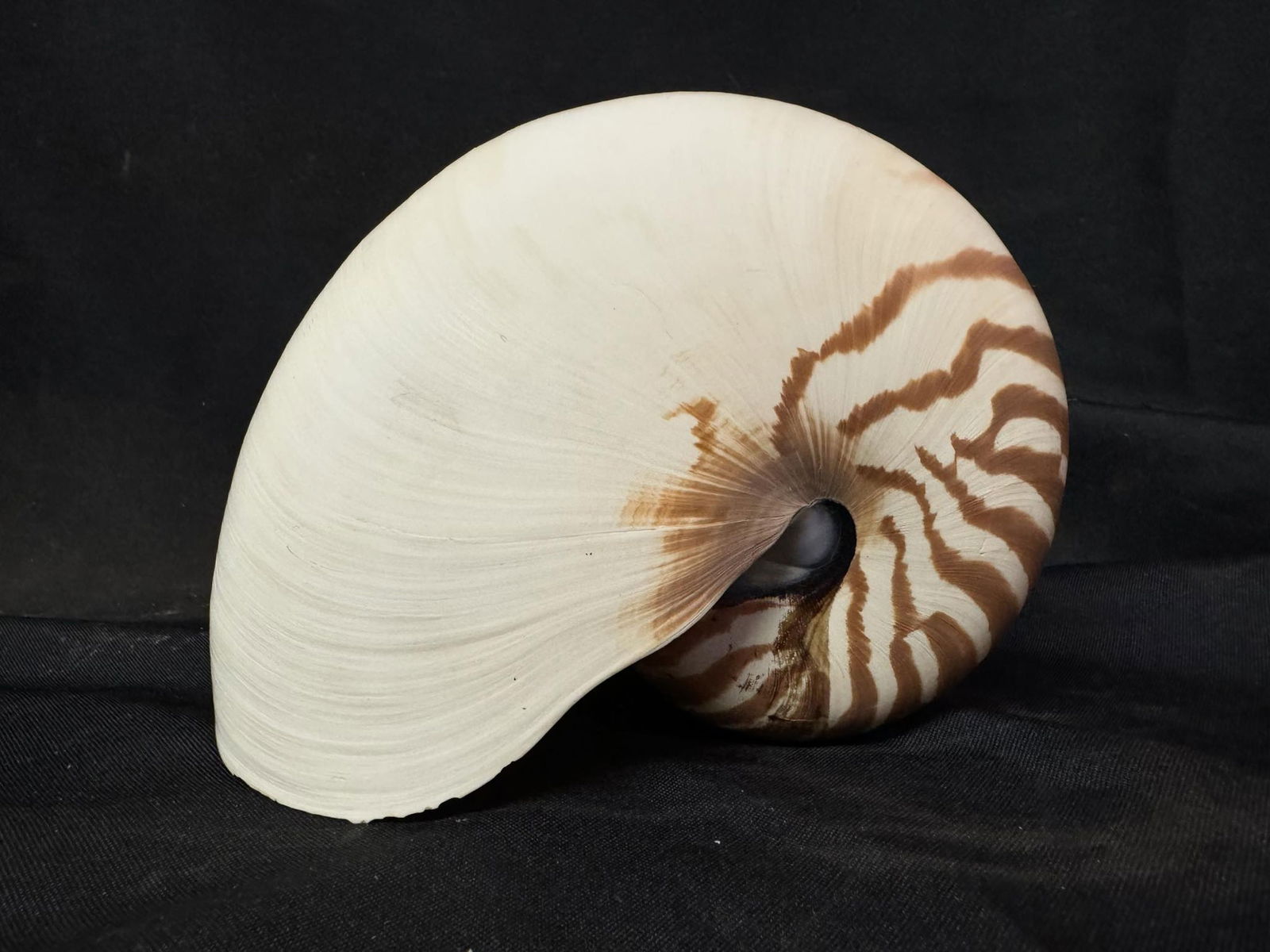 Natural Nautilus Pompilius Shell (1 of 2)