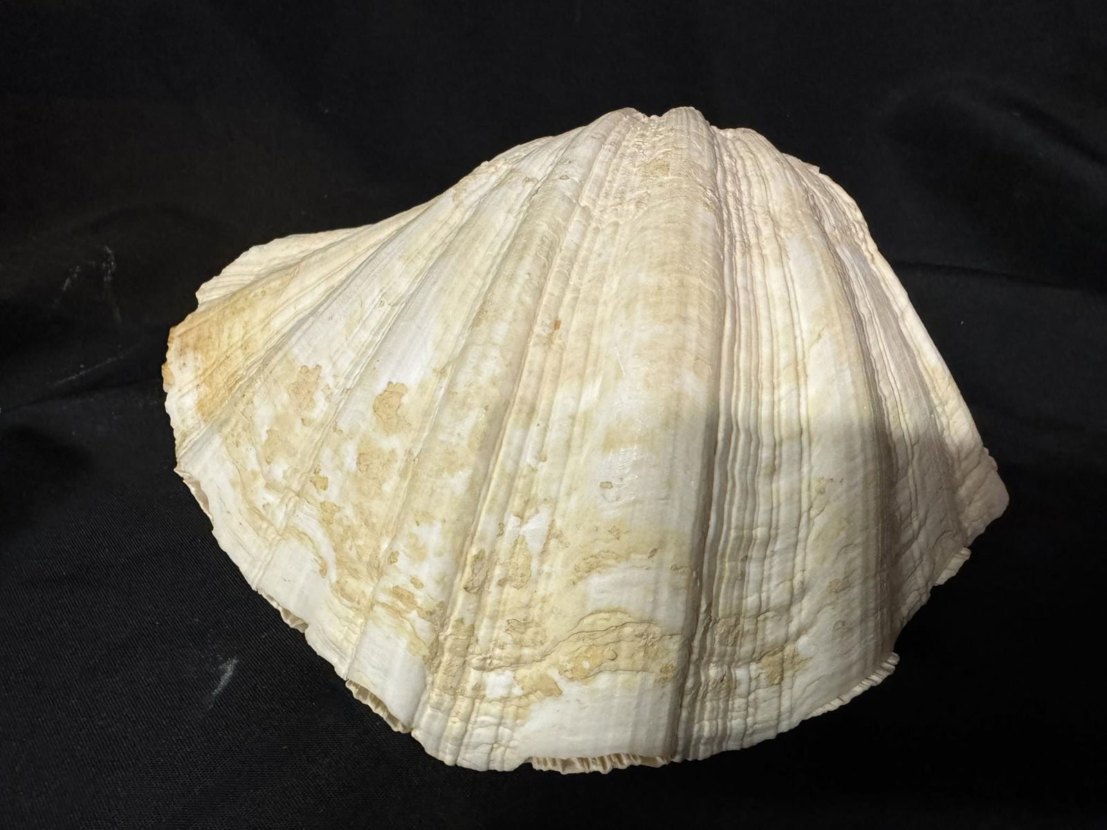 Large Clam Shell (1 of 4)