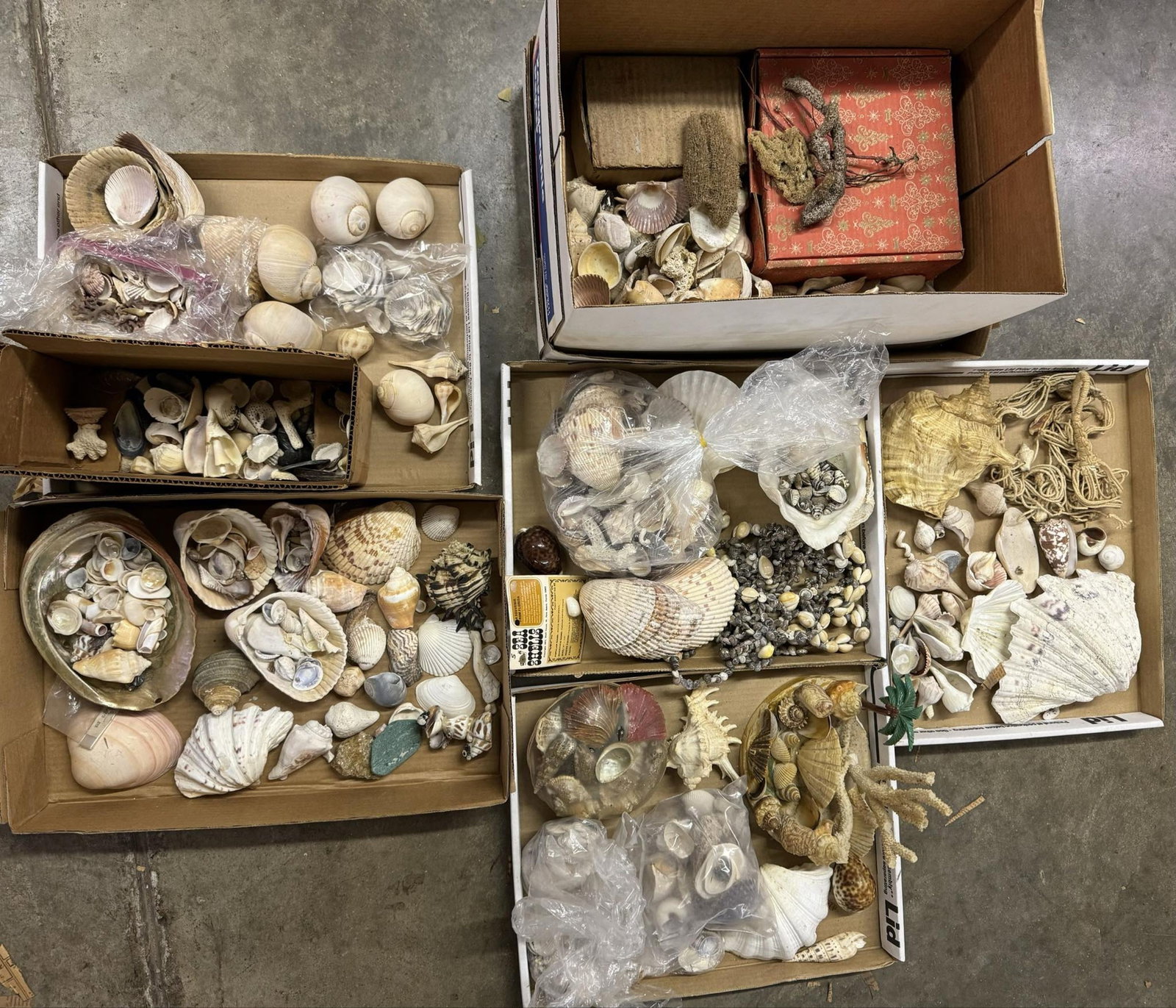 Misc. Collection of Seashells / Sea Life: Misc. Collection of Seashells / Sea Life