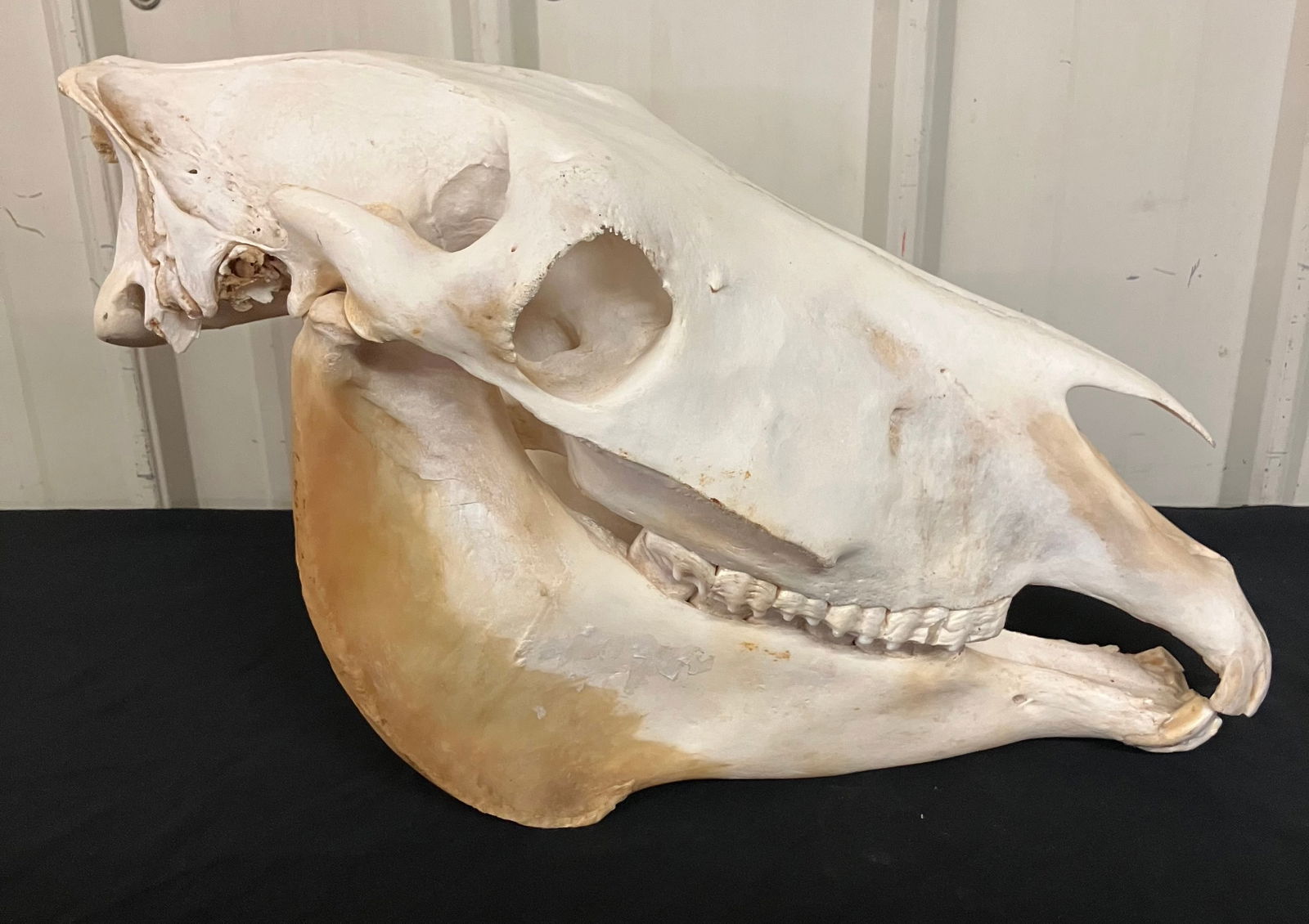 Zebra Skull European Taxidermy Mount 18"L 13"H (1 of 4)