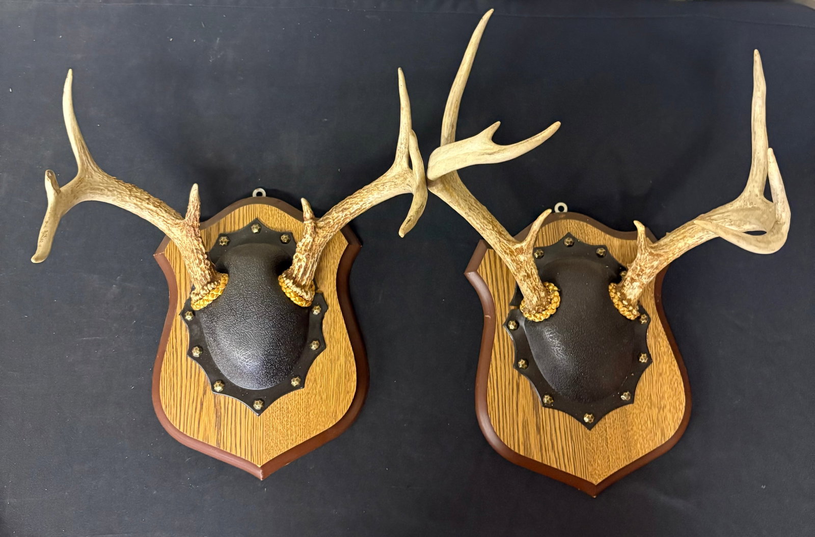 Pair Of Whitetail Deer Antler Taxidermy Mounts On Board 14": Pair Of Whitetail Deer Antler Taxidermy Mounts On Board 14"