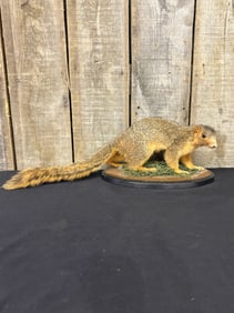 Vintage Full Body Squirrel On Board Taxidermy Mount 8"X23"X9"