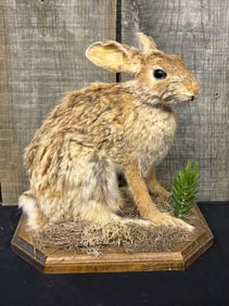 Vintage Cottontail Rabbit Full Body Taxidermy Mount 8"X10"X10"