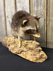 Vintage Full Body Raccoon Taxidermy Mount - Some Wear/Tear. 9"X26"X16"