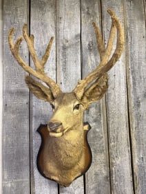 Large Vintage Velvet Mule Deer Taxidermy Mount 21"X42"X22"