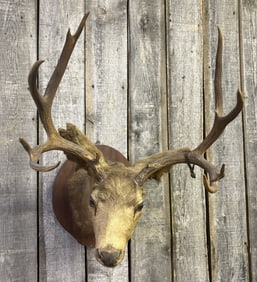 Large Vintage Mule Deer Taxidermy Mount 23"X31"X32"