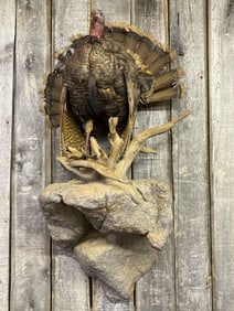 Impressive Taxidermy Turkey Mount 18"X24"X55"