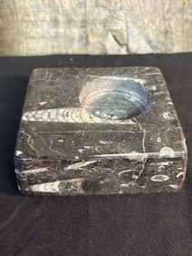 Polished Orthoceras Fossil, Cephalopods (Ordovician-Triassic Periods) 4"