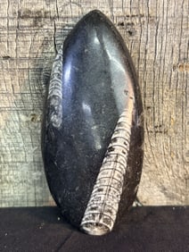 Polished Orthoceras Fossil, Cephalopods (Ordovician-Triassic Periods) 5"