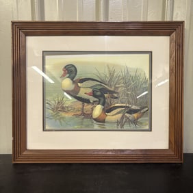 Ruddy Duck" By Reid Kolman Framed Print 23