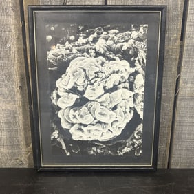 Framed Print Of Ernst Haeckel's "Hexacorallia" 12.5"X16.5"