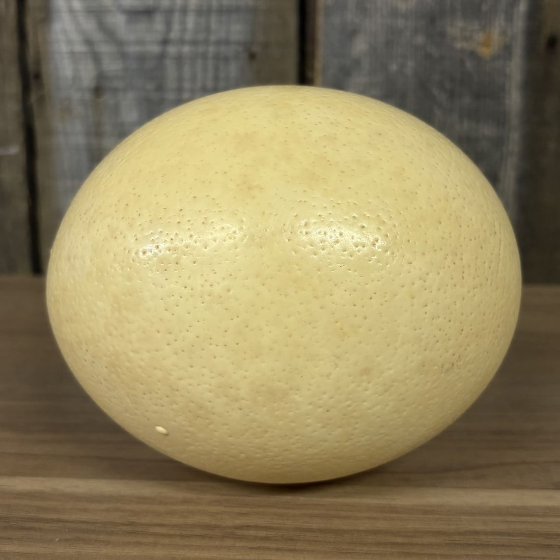 Large Ostrich Egg Specimen (1 of 4)