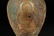GILT BRONZE LONG-NECK BOTTLE - 7
