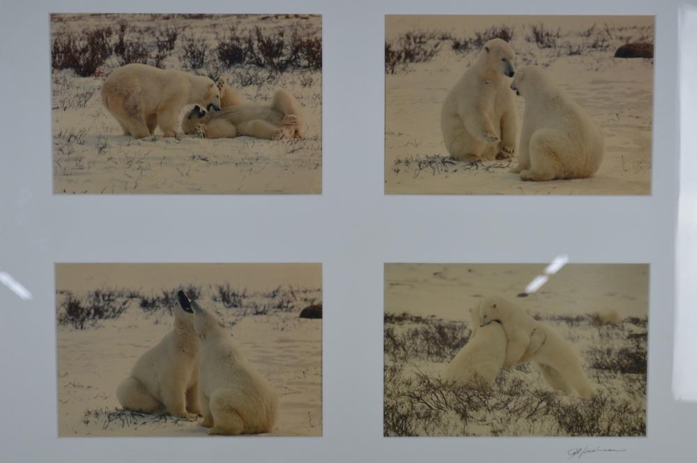 4 FRAMED ART PHOTOGRAPHY PHOTOS POLAR BEARS SIGNED (1 of 10)