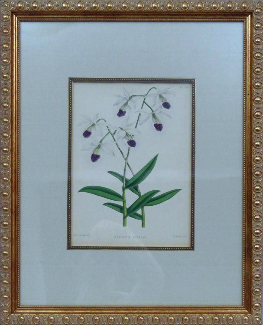 VINTAGE BOTANICAL LITHOGRAPH IN FINE GILT FRAME (1 of 8)