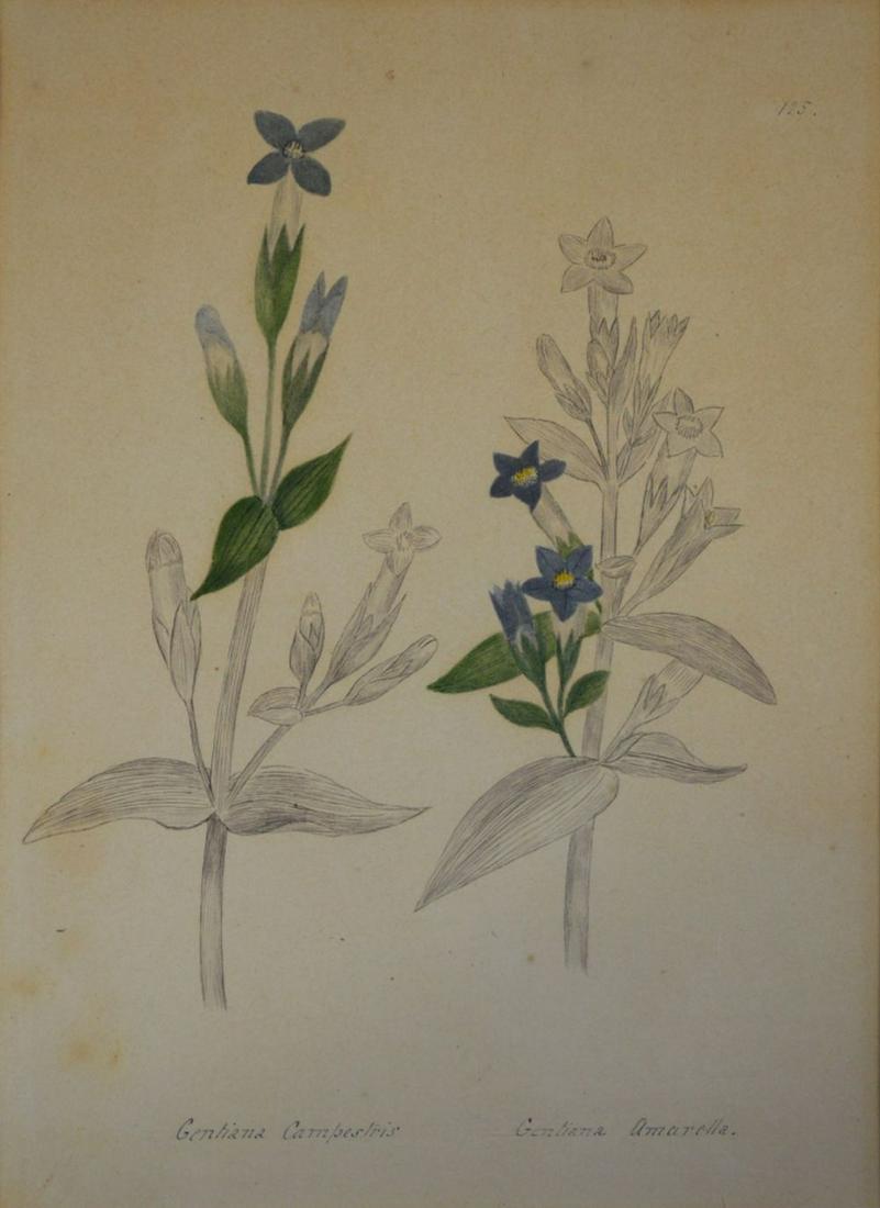 ANTIQUE BOTANICAL LITHOGRAPH HAND COLORED (1 of 8)