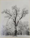 ANSEL ADAMS OAK TREE YOSEMITE SIGNED PHOTOGRAPH