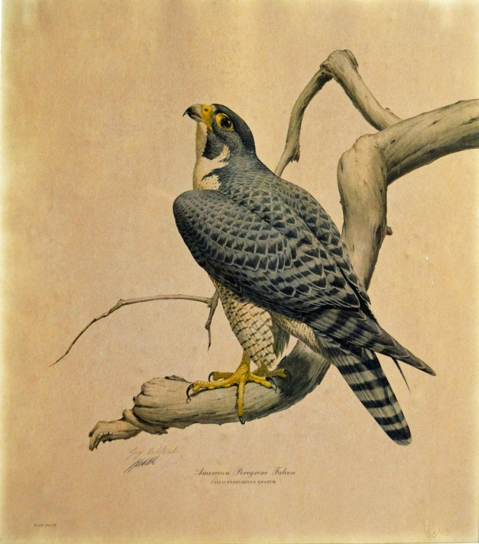 GUY COHELEACH B 1933 FALCON LITHOGRAPH SIGNED: Guy Coheleach (Amer. B. 1933). Lithograph of the American Peregrine falcon. One of Coheleach's earlier lithographs. Signed by the artist as well as in the stone. Bears the artist's blindstamp. Framed,