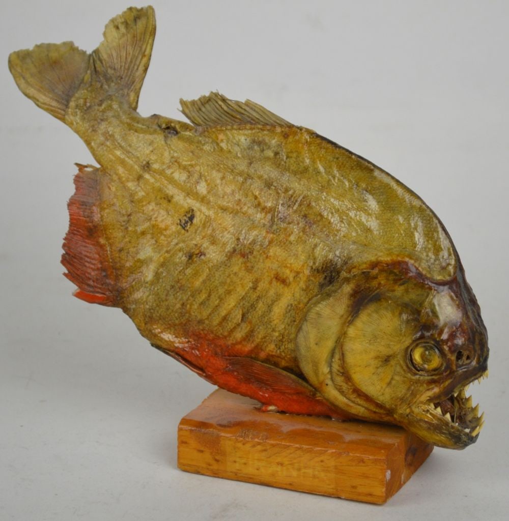 MOUNTED VISCIOUS PIRANHA (1 of 4)