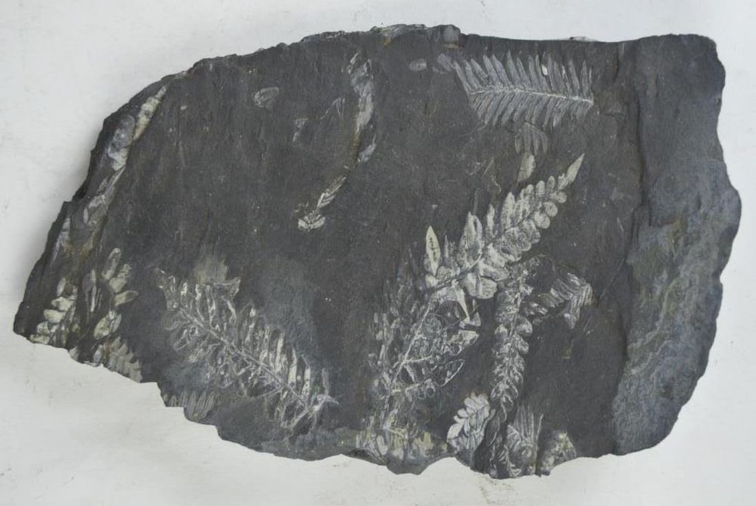 PLANT FOSSIL EMBEDDED IN ROCK: A fossilized plant / fern in sedimentary rock. Rock appears to be slate/shale. Measures: H 12" x W 7 1/2" x D 2"