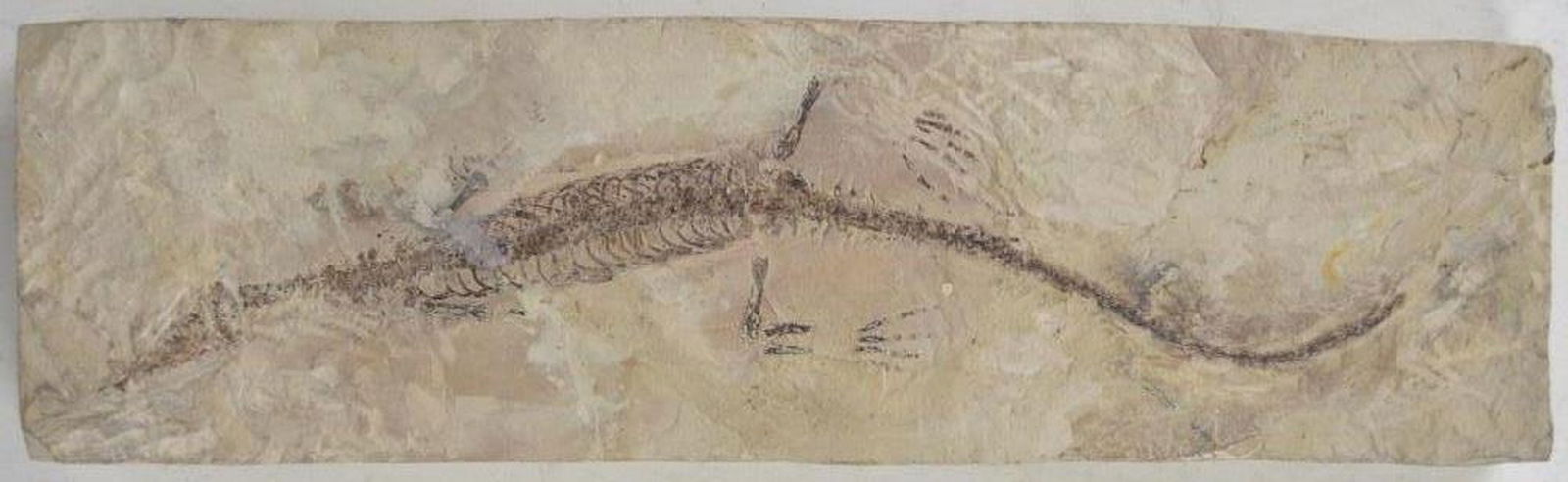 MESOSAURUS FOSSIL IN LIMESTONE (1 of 6)