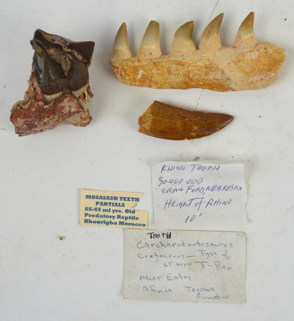 FOSSIL JAW & TOOTH GROUPING MOSASAUR: A grouping of fossilized teeth / jaw sections. Include are Mosasaur and a Tyrannosaurus Rex type tooth and an early rhino tooth (according to annotations found with collection). Measures: Largest 5" x