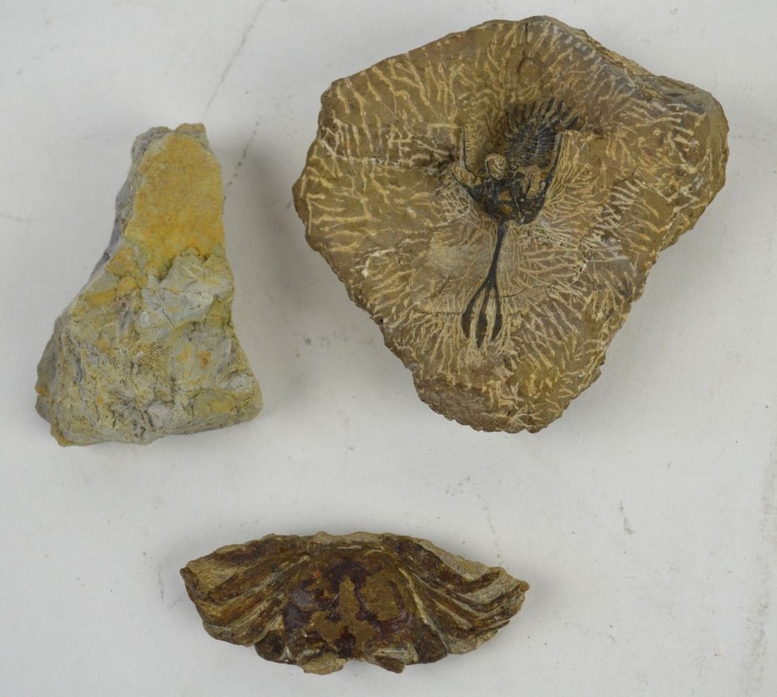 FOSSIL GROUPING OF 3 PIECES (1 of 5)