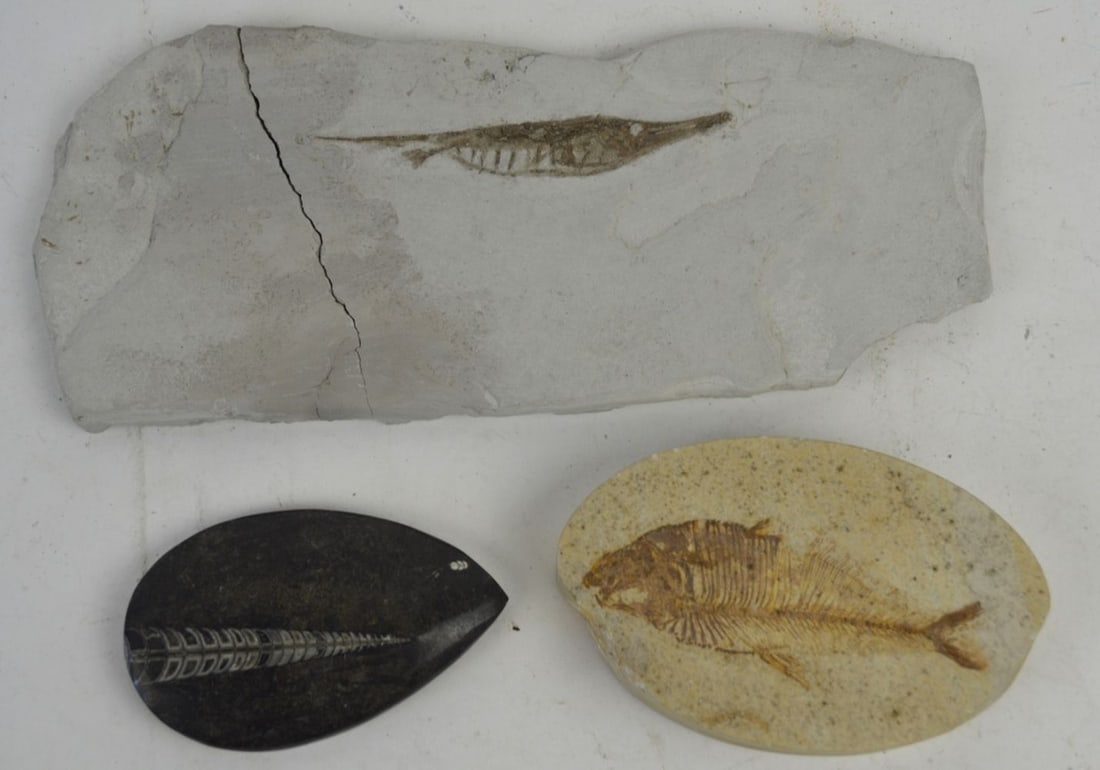 FISH FOSSIL GROUPING OF 3 (1 of 7)