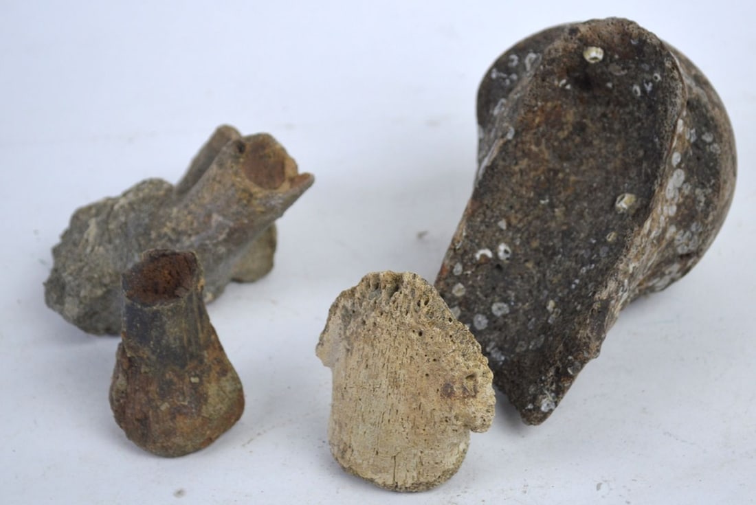 DINOSAUR FOSSIL GROUPING (1 of 3)