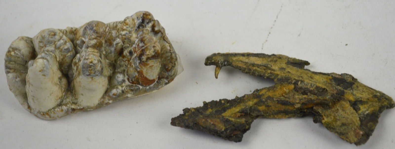 FOSSIL GROUP INC MASTODON TEETH: A group of 2 jaw and tooth related fossils. Including mastodon teeth. With accompanying notations. Measures: Largest 3 1/2" x 1 1/2" x 2"