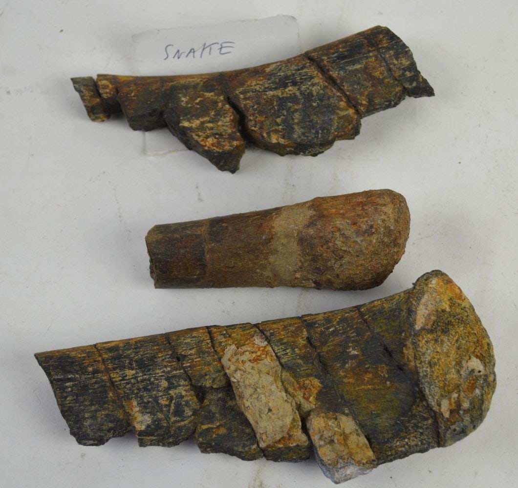 FOSSIL GROUPING OF 3 PIECES: A grouping of 3 fossilized bone groups. Measures: Largest 6 1/2" x 2" x 3"