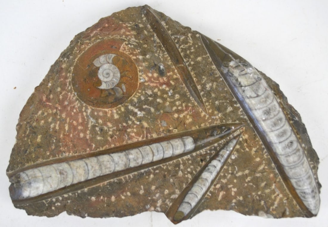 LARGE AMMONITE / ORTHOCERAS FOSSIL PLATE (1 of 5)