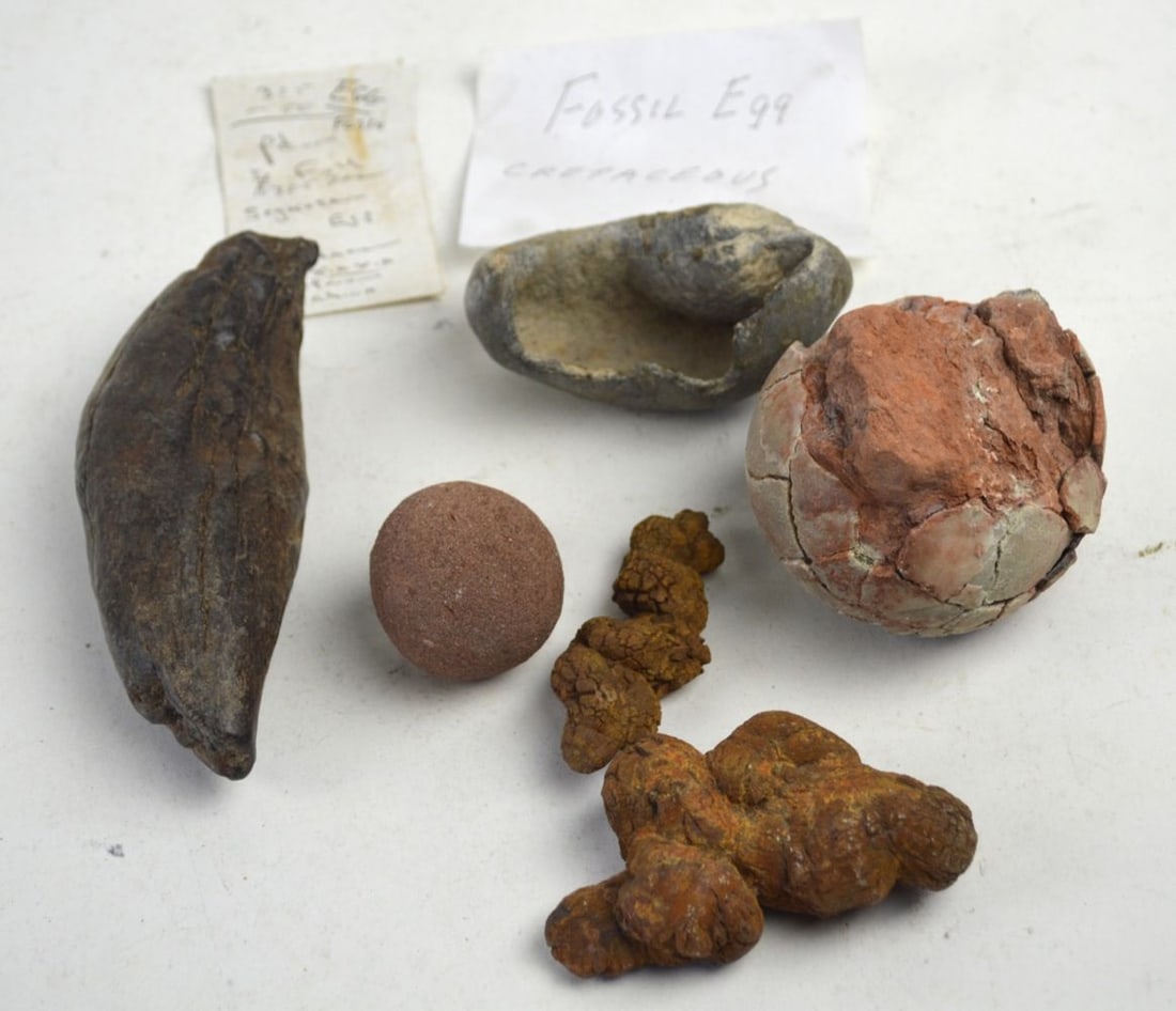FOSSIL LOT 6 PIECES INC EGGS (1 of 5)