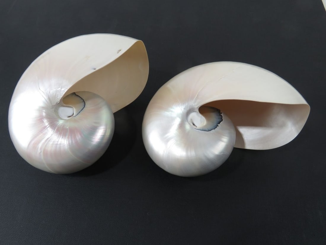TWO POLISHED PEARLESCENT NAUTILUS SHELLS (1 of 5)