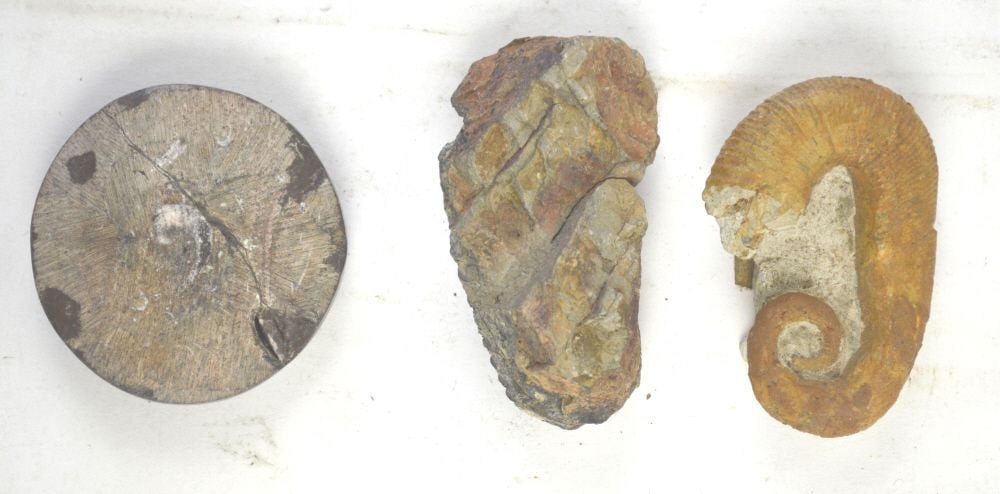 GROUP OF FOSSIL: Group of 3 fossils. Label indicates at least one is cretaceous. Measures: Largest 4" x 2" x 1"