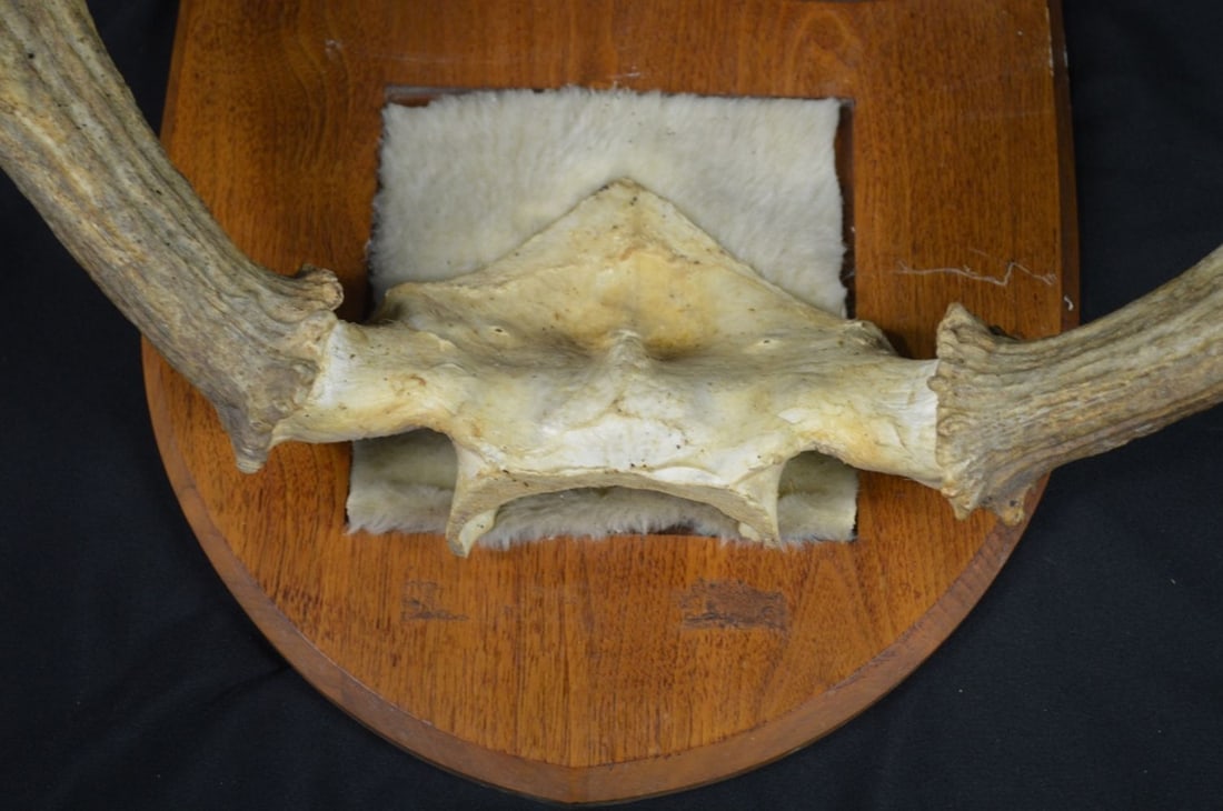 CABIN READY MOUNTED ANTLERS - 3