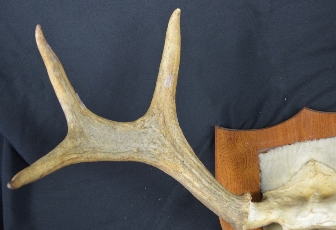 CABIN READY MOUNTED ANTLERS - 4
