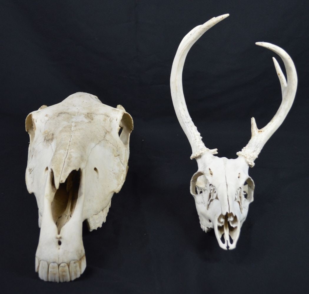 2 LARGE WALL MOUNTED SKULLS - 2