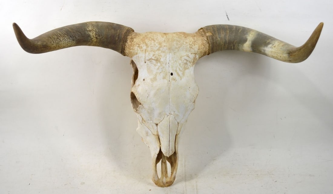 BIG HORN SKULL (1 of 5)