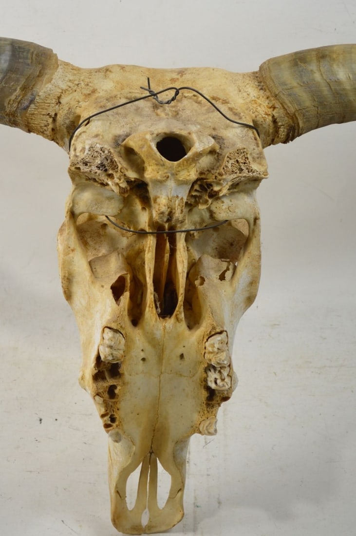 BIG HORN SKULL - 2