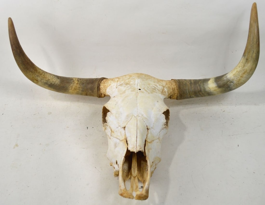 BIG HORN SKULL - 3
