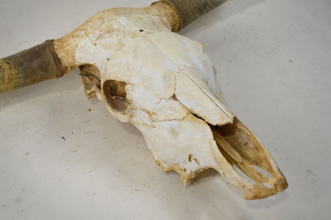 BIG HORN SKULL - 5