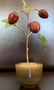 Faberge Russian Silver Nephrite Red Jasper Honey Agate - 2