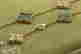 item-104130881=4