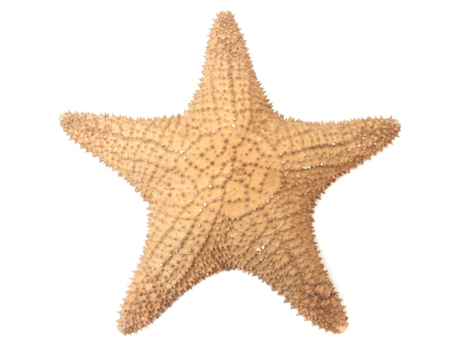 A LARGE NATURAL DRIED SEA STARFISH: A large beautiful dried starfish which can be used as an original decorative element. Dimensions: 14 x 14 in.