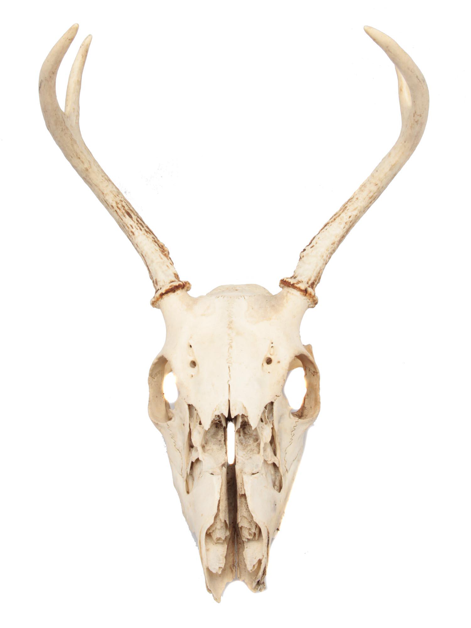 A VINTAGE ANIMAL SKULL WITH HORNS: Young deer skull with horns. Dimensions: H: 10 1/2 in.