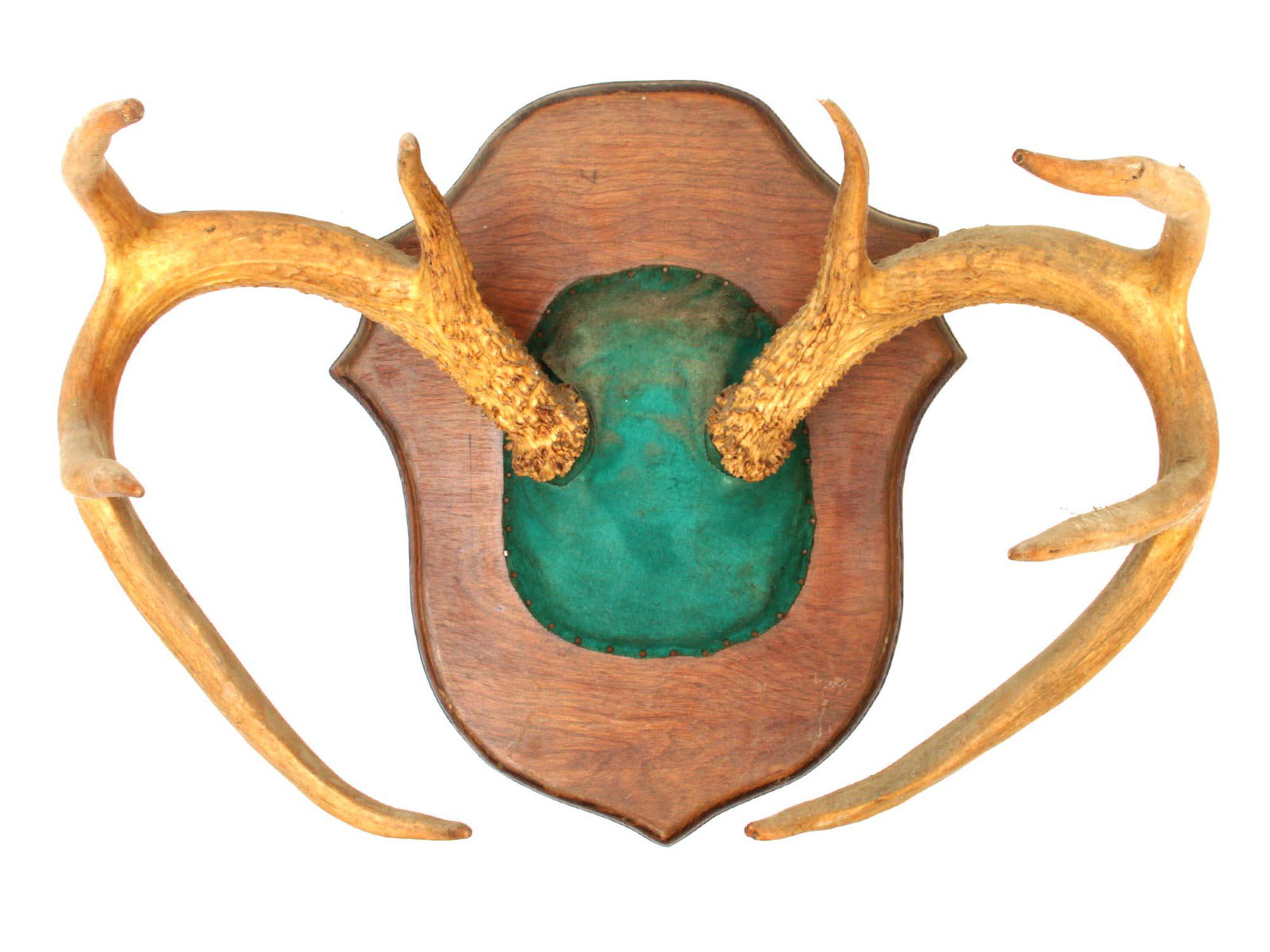 A VINTAGE WALL DECORATION NATURAL DEER ANTLERS: A vintage hunting trophy: large antlers on a green backing with rivets along the edge, mounted on a wooden plaque in the shape of a shield. Dimensions: 18 x 10 x 13 in.