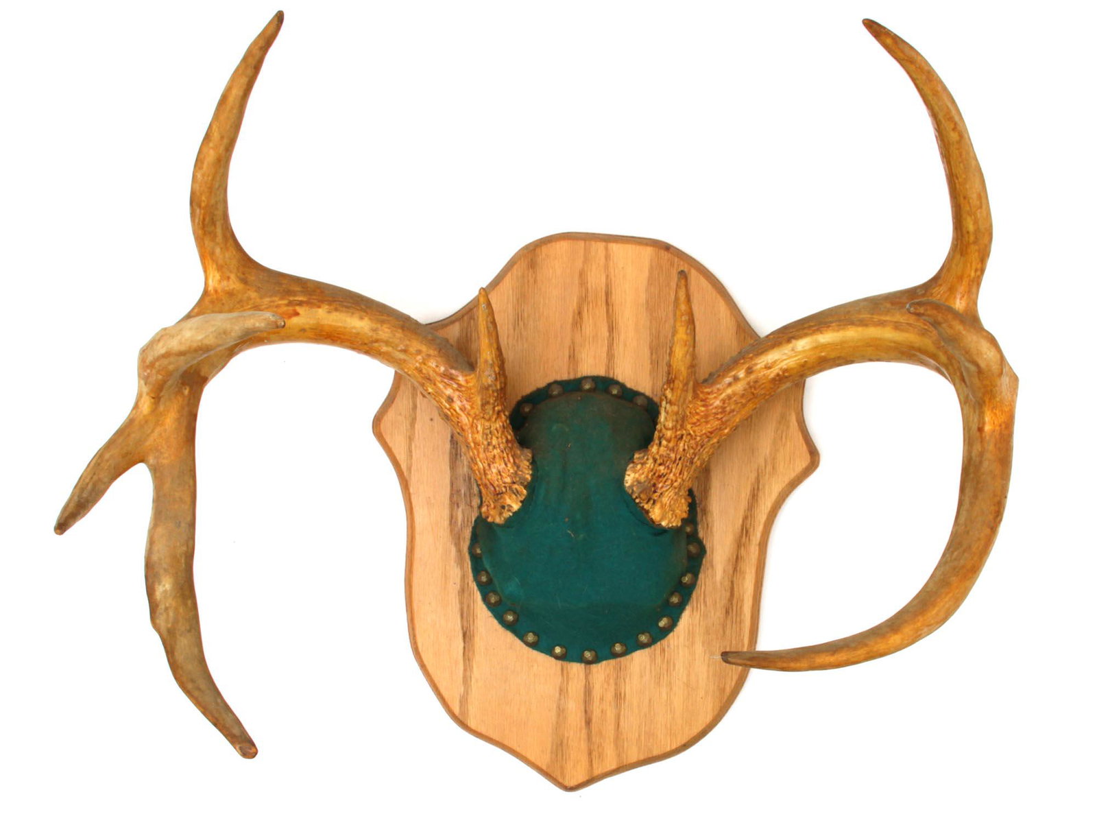 A VINTAGE WALL DECORATION NATURAL DEER ANTLERS: A vintage hunting trophy: large antlers on a green backing with rivets along the edge, mounted on a wooden plaque in the shape of a shield. Dimensions: 19 x 13 1/2 x 13 in.