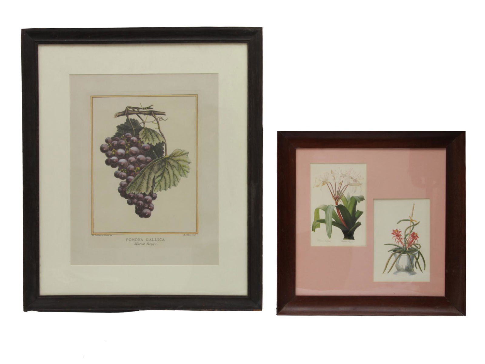 A FRENCH PAIR HAND COLORED ENGRAVINGS FRUIT PLANT (1 of 8)