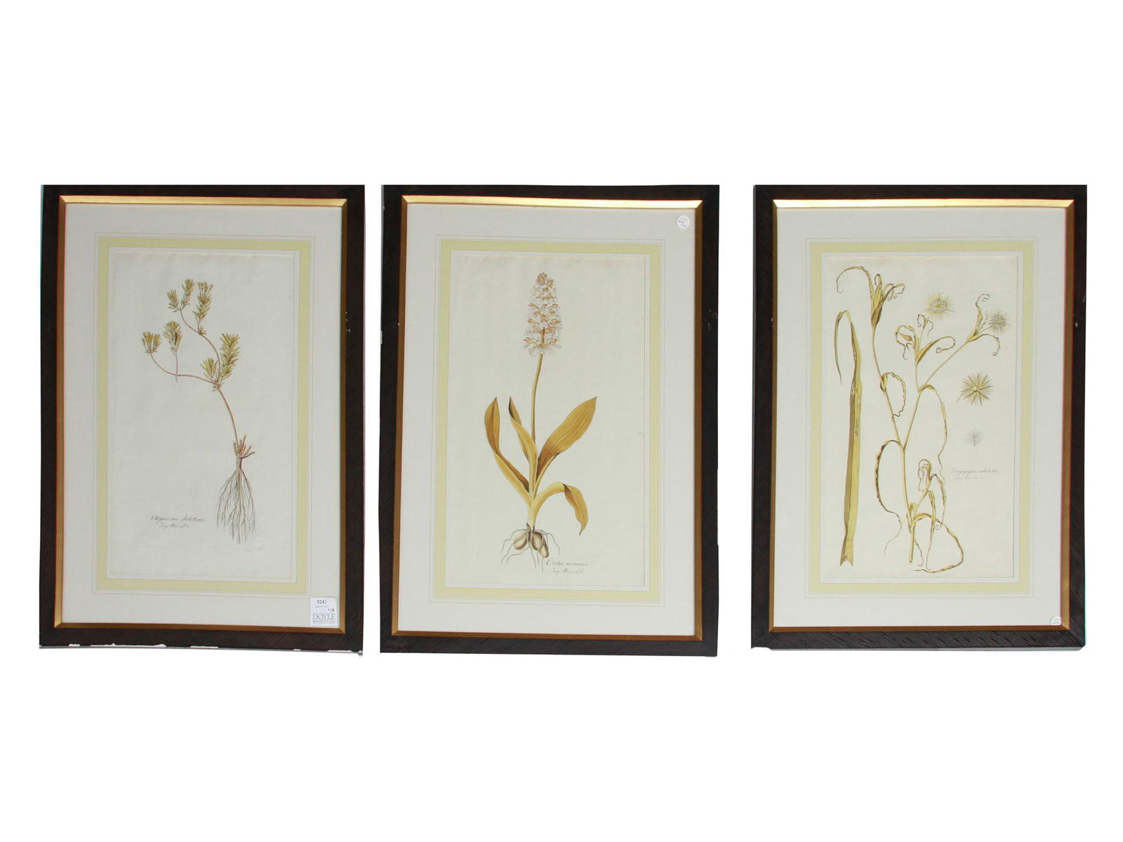 SET OF THREE ANTIQUE BOTANICAL FLORAL ENGRAVINGS (1 of 17)